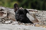 BOULEDOGUE FRANCAIS 697
